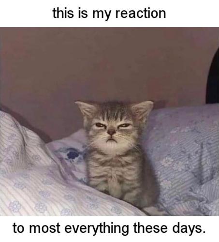 my reaction to most everything these days03