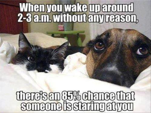 waking-up-dog-and-cat