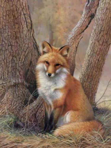 Beautiful little Fox
