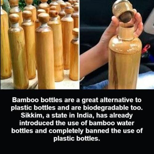 bamboo