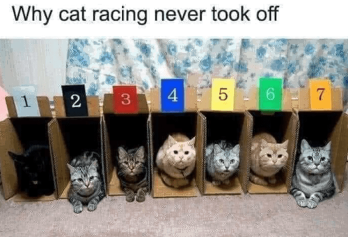 why-cat-racing-never-took-off-2-3-4-5-6-7