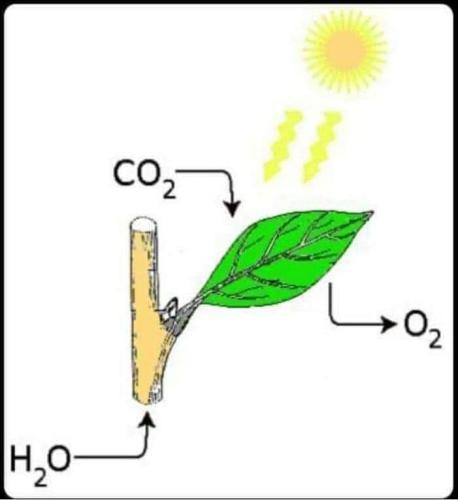 CO2 and light