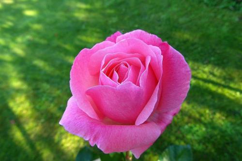 rose-4509300_1280