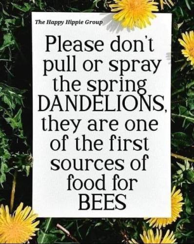 bees