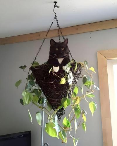 cat plant