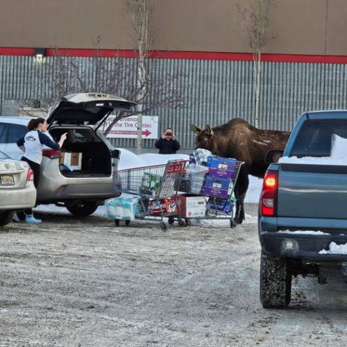 only in Alberta