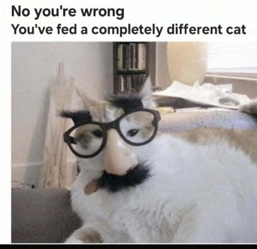 sngine_5ba35f251bab3ecb22459faaf8d4f728