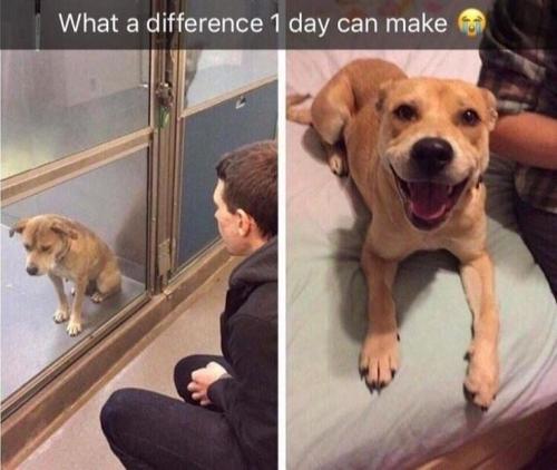 before-and-after-adoption-v0-3k76zgzh78m91