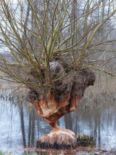 beaver damage