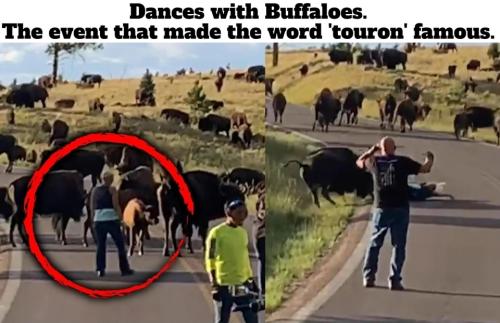 Dances with Buffalos.960px
