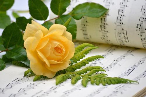 flower-8271187_1280