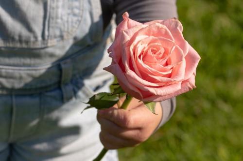rose-3415370_1280