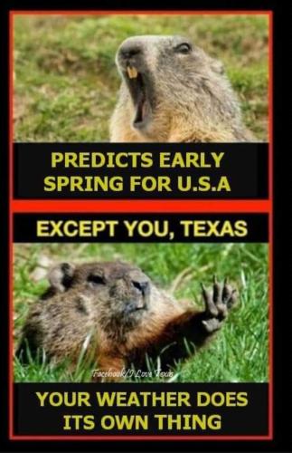 Groundhog on Texas