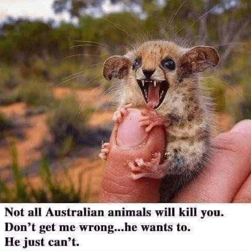 australian_animals_want2kill