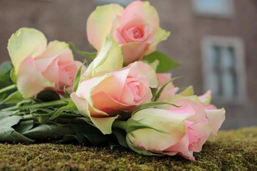 roses-2208252_1280