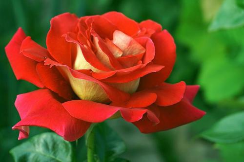rose-5350302_1280