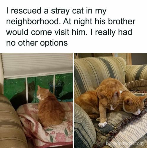 funny-cat-memes-cattosbeingcattos-4-65b3c8630ef95__700