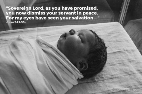 Luke 2_29-30