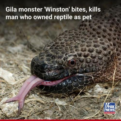 Gila monster named Winston bites and kills owner