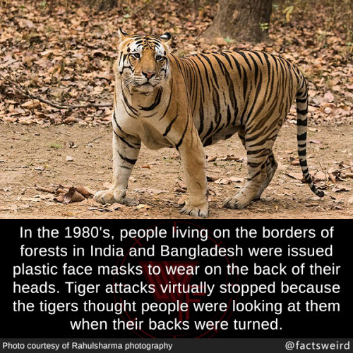 toger masks