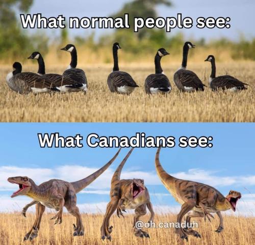 what Canadians see