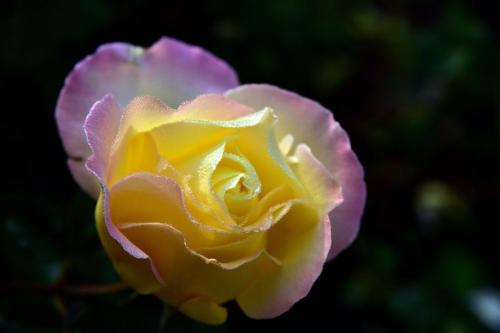 rose-3769309_1280