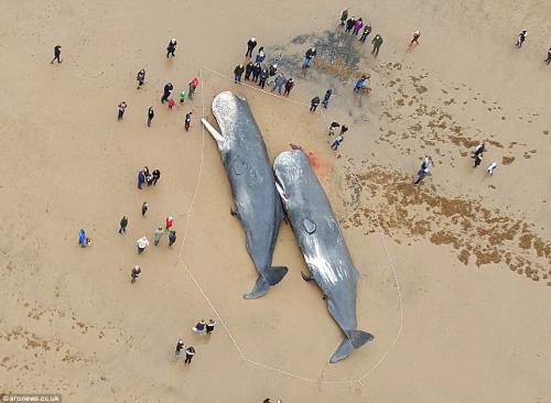 WINDTURBINES WHALES