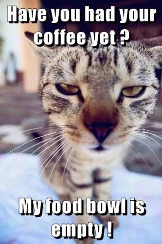 sight-of-cat-in-the-morning-with-his-nose-in-your-face-before-you-have-even-had-your-coffee