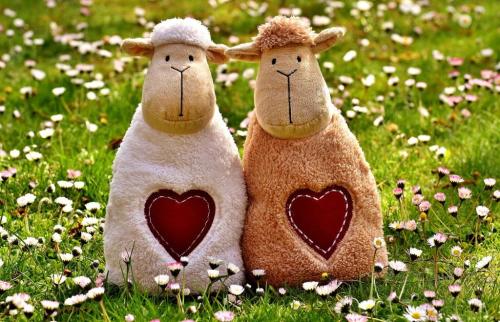 sheep-2254055_1280