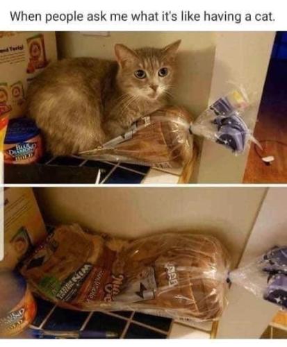 people-ask-s-like-having-cat-tarlyl-bland-n-bold-jand-mon-ded-actr-winhee-samole-ping-aal