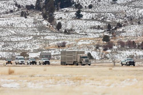 Bison shipped to Ft Peck Indian Reservation