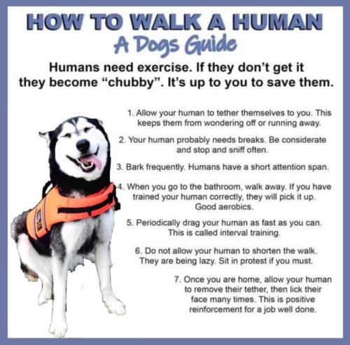 how-to-walk-a-human-v0-a7cfwcuqiya81