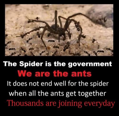 the spider