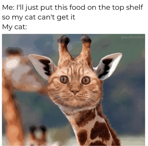 just-put-this-food-on-top-shelf-so-my-cat-cant-get-my-cat-apolloredcat