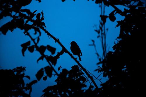 02-20-24 Together In Christ_Bird