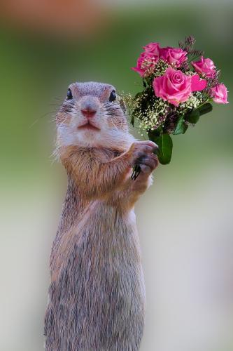 roses-1278642_1280