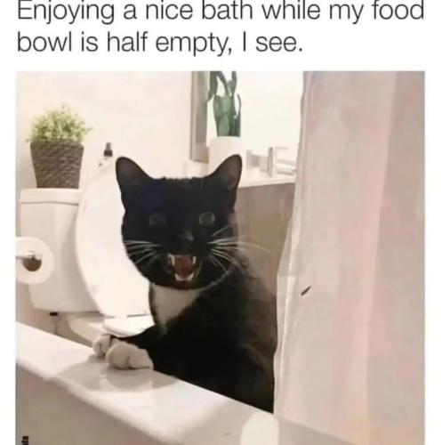 enjoying-nice-bath-while-my-food-bowl-is-half-empty-see