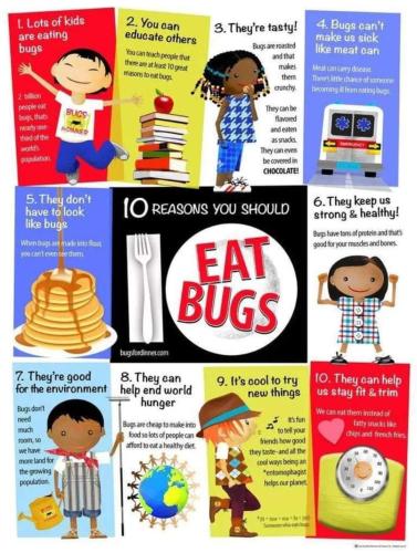 eat bugs