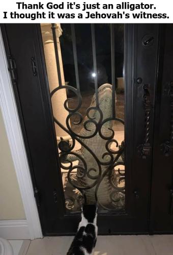 Thank God it's just an alligator. I thought it was a Jehovah's witness.720px