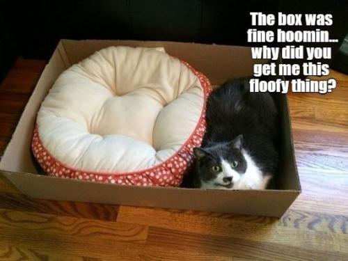 box-fine-hoomin-why-did-get-this-floofy-thing