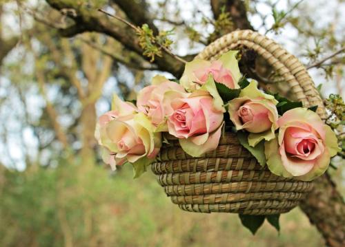 roses-2204964_1280