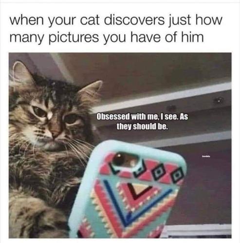 cat-discovers-just-many-pictures-have-him-obsessed-with-see-as-they-should-be-wwww-d-o