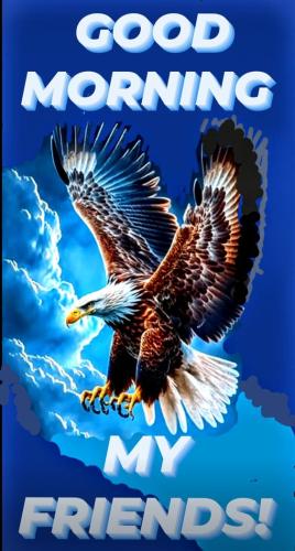 morning eagle 4