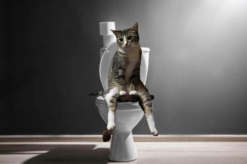 toiletcat