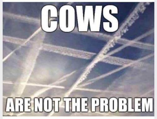 cows are not the problem