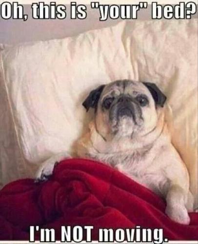 animal-memes-dumpaday-23