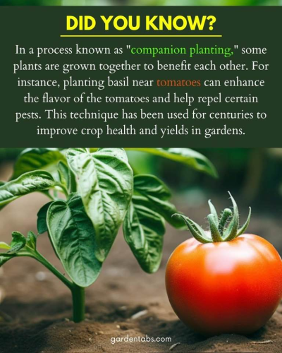 Companion planting