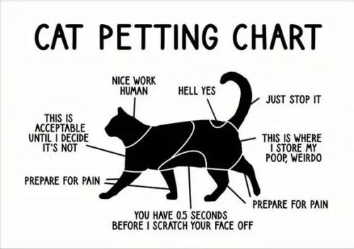 cat petting