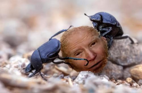 dungbeetles