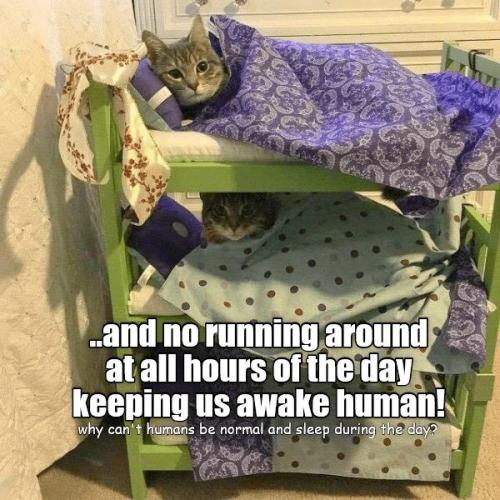 a74dfd2af49ca184b26098981e49805a